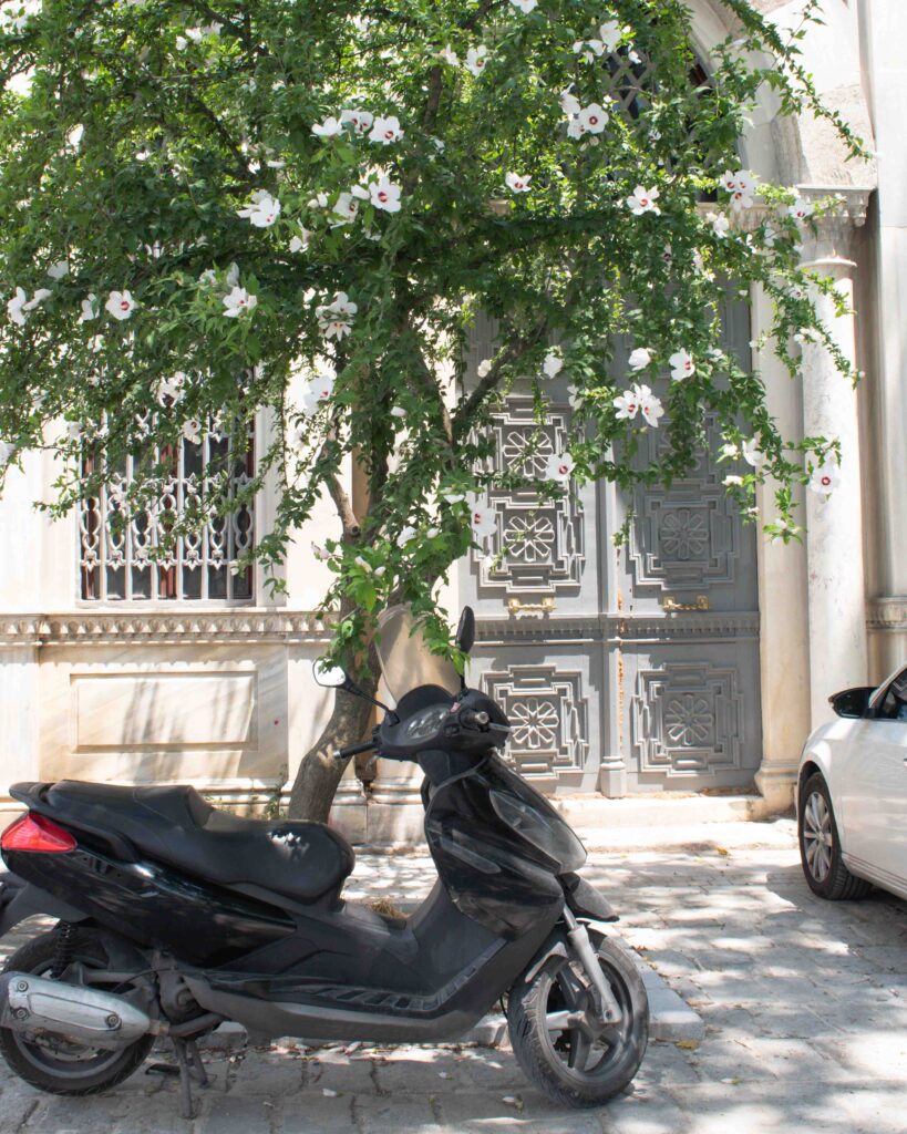Scooter parked in front of a green flowering tree