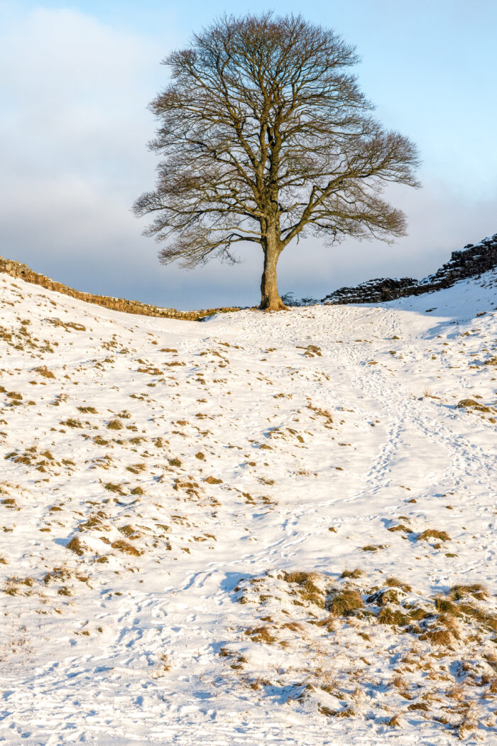 FAREWELL TO AN OLD FRIEND – IN MEMORY OF SYCAMORE GAP