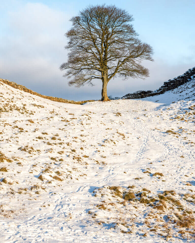 FAREWELL TO AN OLD FRIEND – IN MEMORY OF SYCAMORE GAP