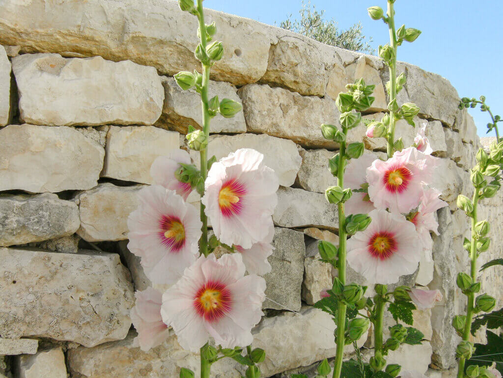 Pale pink hollyhocks against a pale stone wall on the Ile de Re. 